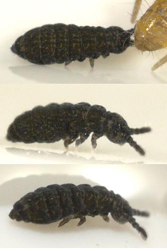 Xenylla sp.